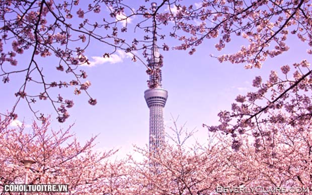 Khám phá Nhật Bản - Mùa hoa anh đào cùng TST Tourist