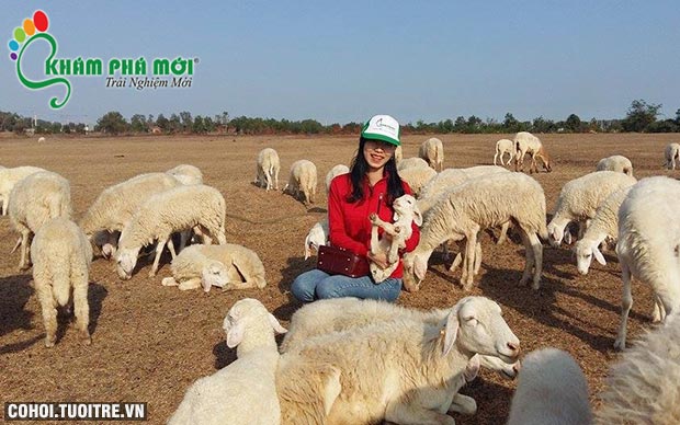 Trải nghiệm nông trại cừu, vườn rau sạch ở biển Long Hải