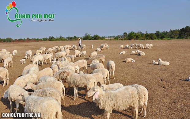 Trải nghiệm nông trại cừu, vườn rau sạch ở biển Long Hải