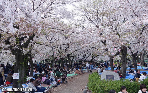 Du lịch mùa hoa anh đào Nhật Bản