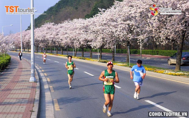 Giải Marathon Hoa Anh Đào Gyeongju 2016