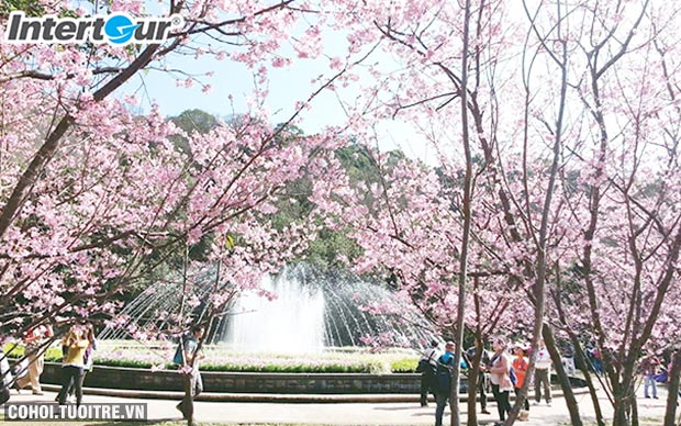 Đài Loan - điểm đến mới ngắm hoa anh đào