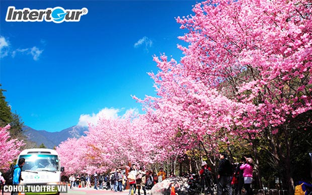 Đài Loan - điểm đến mới ngắm hoa anh đào