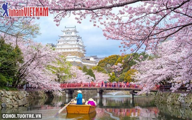Tour Nhật Bản ngắm hoa anh đào từ 19,9 triệu đồng