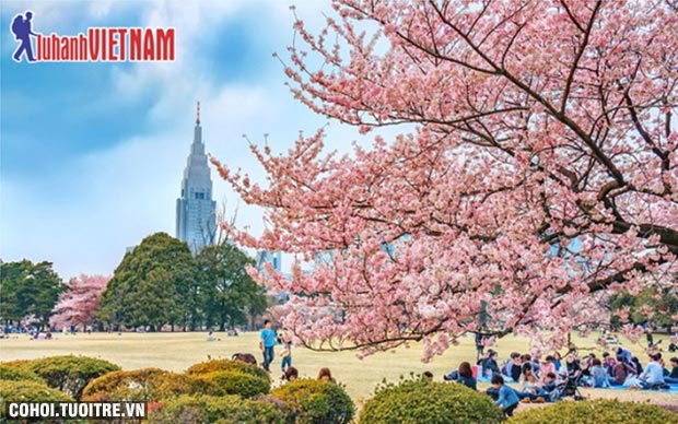 Tour Nhật Bản ngắm hoa anh đào từ 19,9 triệu đồng