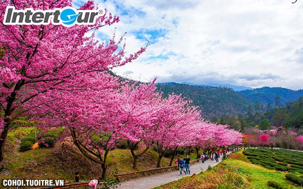Những mùa hoa nổi tiếng ở Nhật - Hàn - Đài Loan
