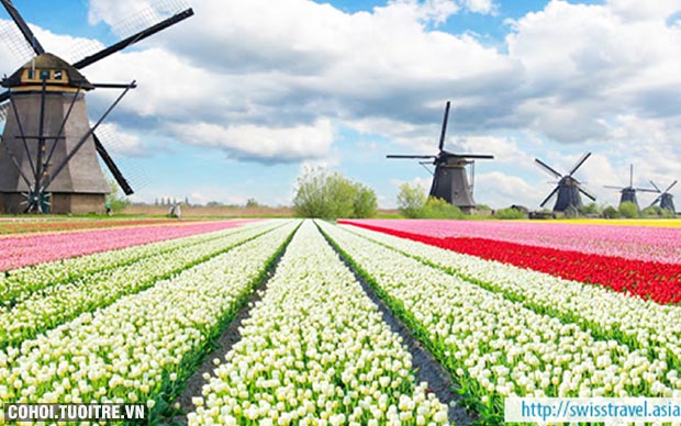 Tour xuân 5 nước - lễ hội hoa xuân tulip Hà Lan - Ảnh 4