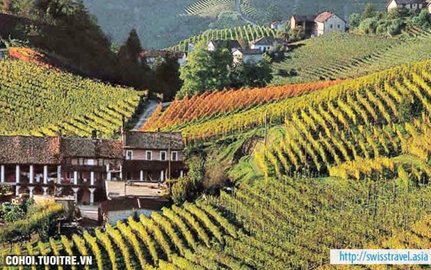 Du lịch Thụy Sĩ, Ý - tour văn hóa và đặc sản ẩm thực - Ảnh 5