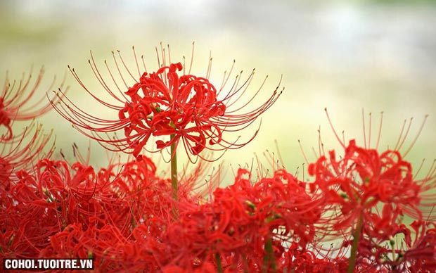Cùng Du Lịch Việt vi vu Nhật Bản ngắm hoa bỉ ngạn - Ảnh 2