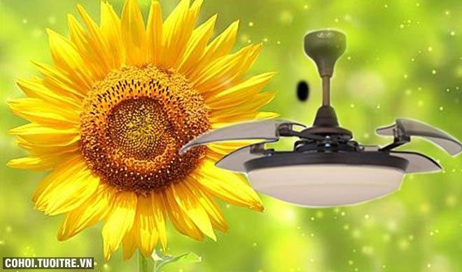 Xả kho quạt trần trang trí AlphaFan Sunflower chính hãng - Ảnh 5