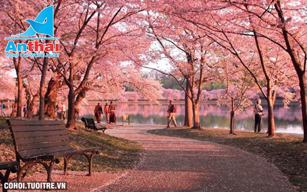 Khám phá Nhật Bản mùa hoa anh đào 6N5Đ