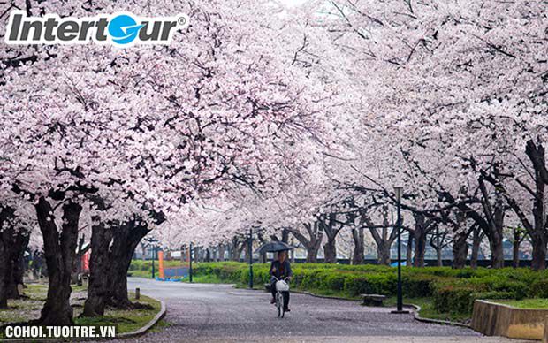 Những mùa hoa nổi tiếng ở Nhật - Hàn - Đài Loan