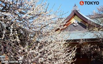 Khám phá Nhật Bản - Mùa hoa anh đào cùng TST Tourist