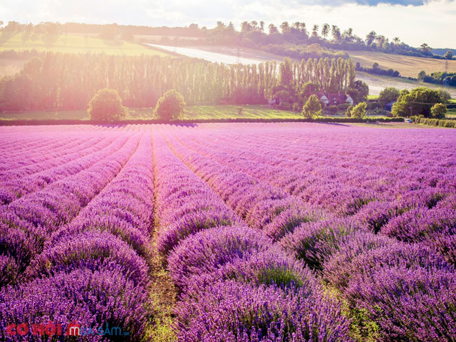 Tour Anh - Scotland khám phá mùa hoa lavender giá chỉ từ 49 triệu