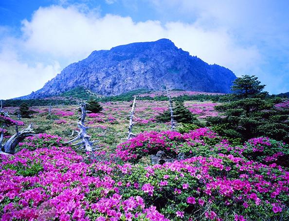 Hàn Quốc đảo Jeju miễn visa 4N3Đ